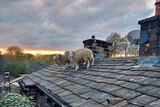Sheep standing on a tiled roof.