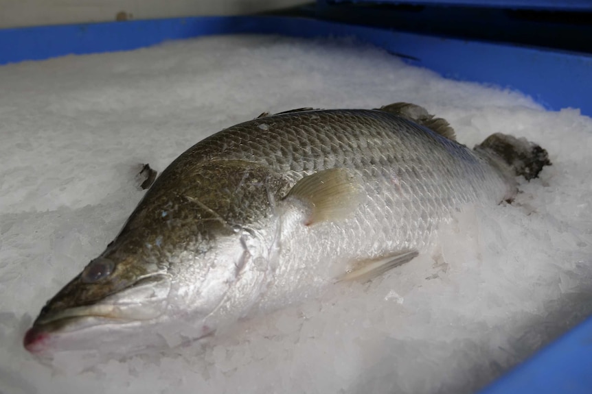 A barramundi fish on ice