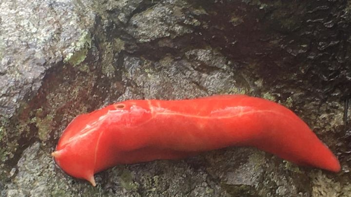 A bright pink slug rests on a wet rock
