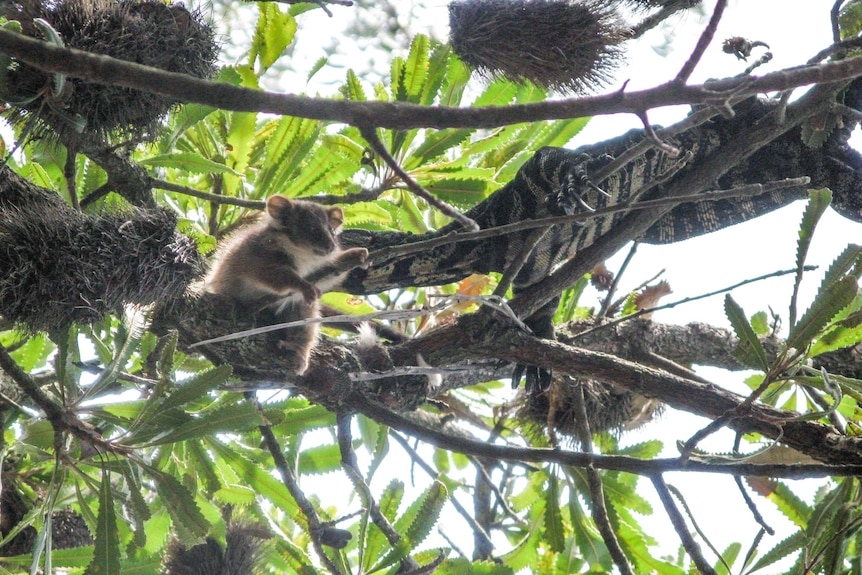 A lace monitor attacks a ringtail possum