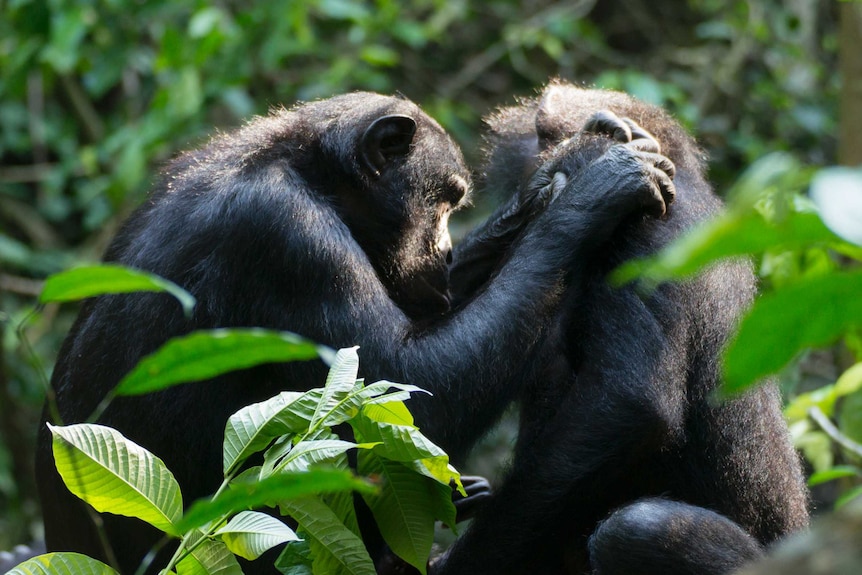 Female bonobos grooming