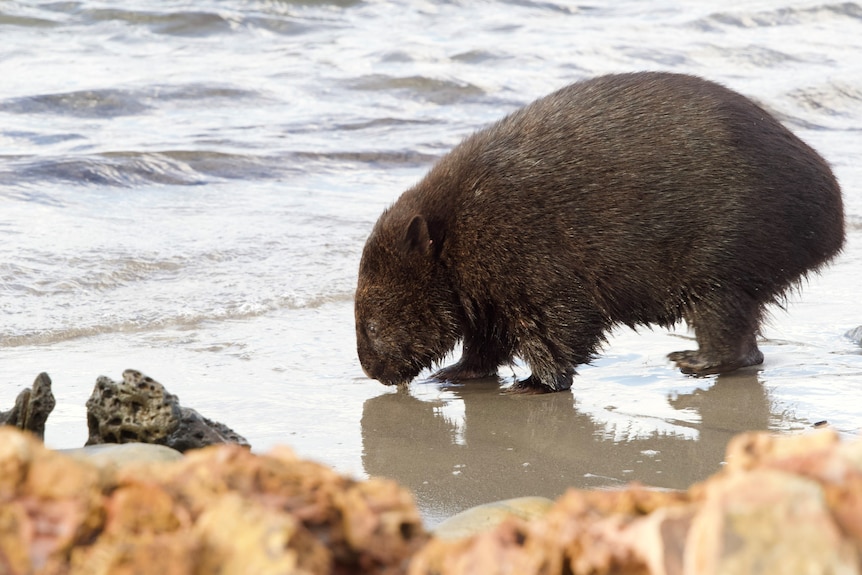 A wombat on the sand with rocks in the foreground and water in the background.