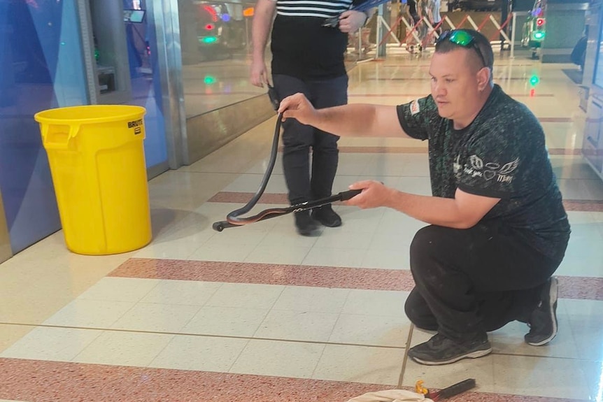 A man holds a red belly snake from the tail while it slithers up a catching stick