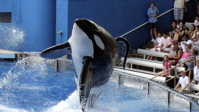 Killer whale Tillikum performs at Sea World in Orlando, Florida.