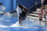 A killer whale performs at SeaWorld in Orlando in the United States.