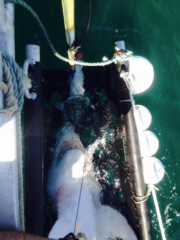 Shark Tagging begins on NSW north coast