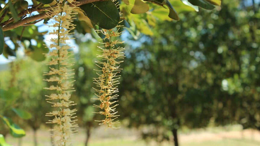 Macadamia trees flowering ahead of the 2015 harvest season