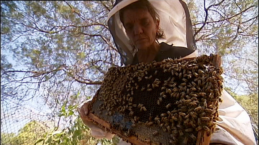 Apiary Officer Vicki Simlesa wears bee protection equipment to inspect a sentinel hive in Darwin