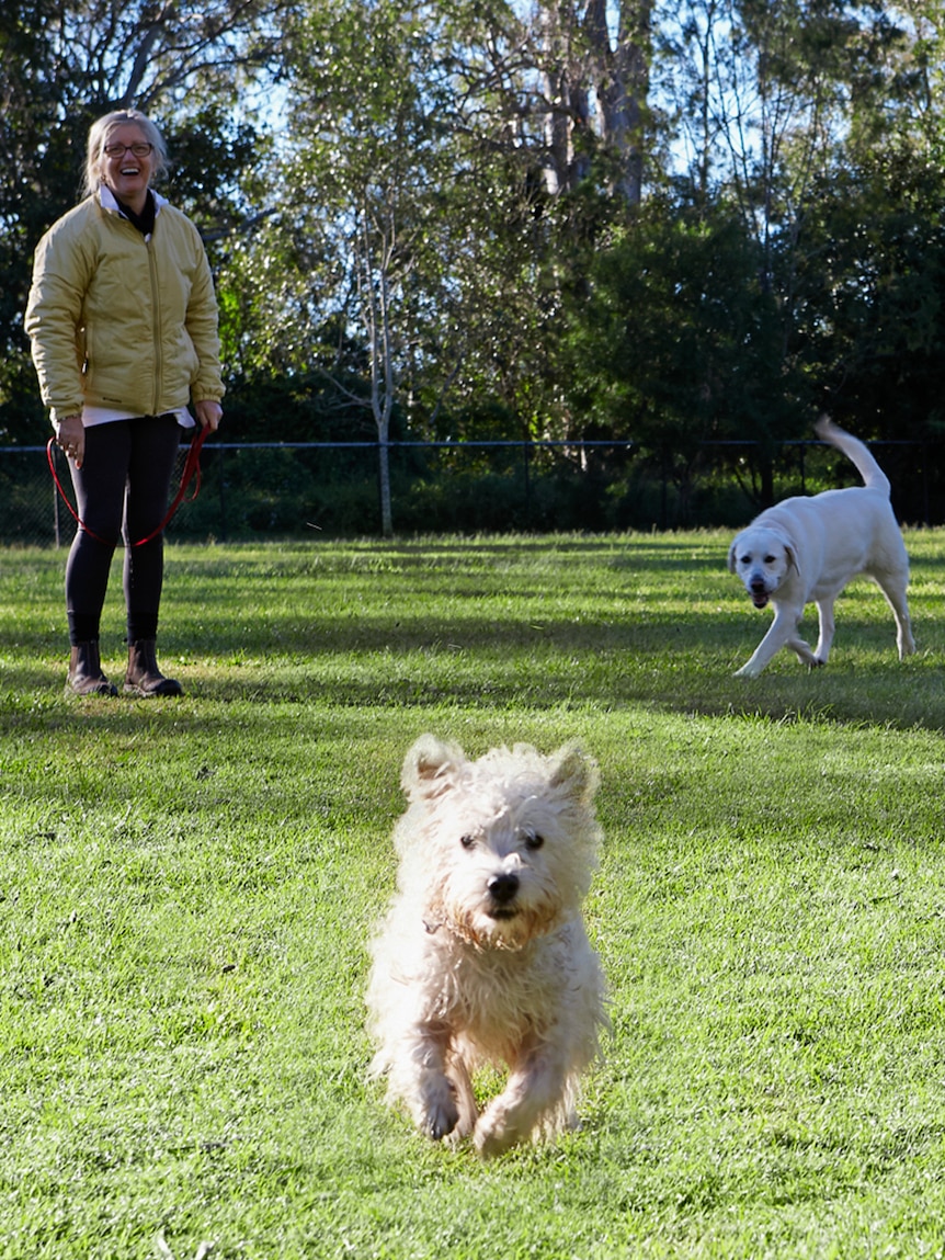 Two dogs with their owner in a dog park.