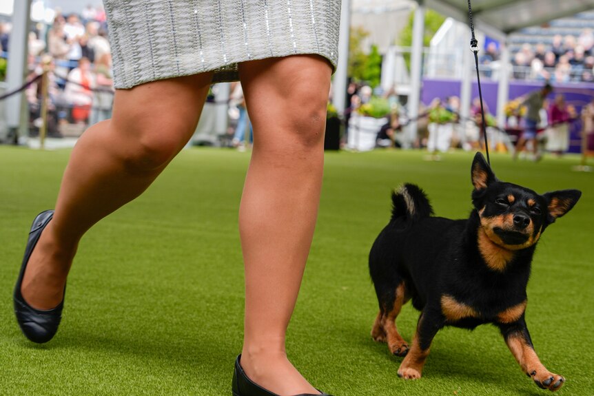 Image of a small black and brown dog on a leash on gras on the right, on the left of it a pair of legs and a skirt.