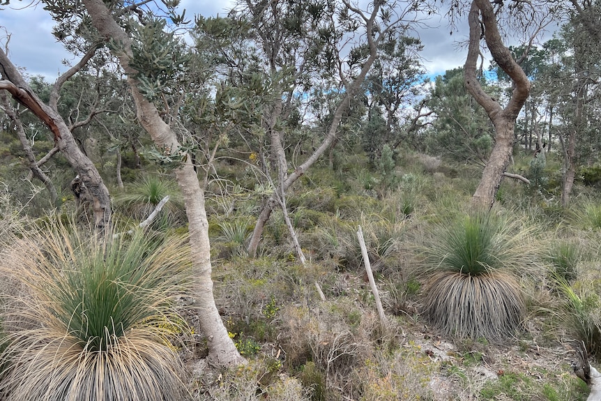 trees and shrubs of a woodland