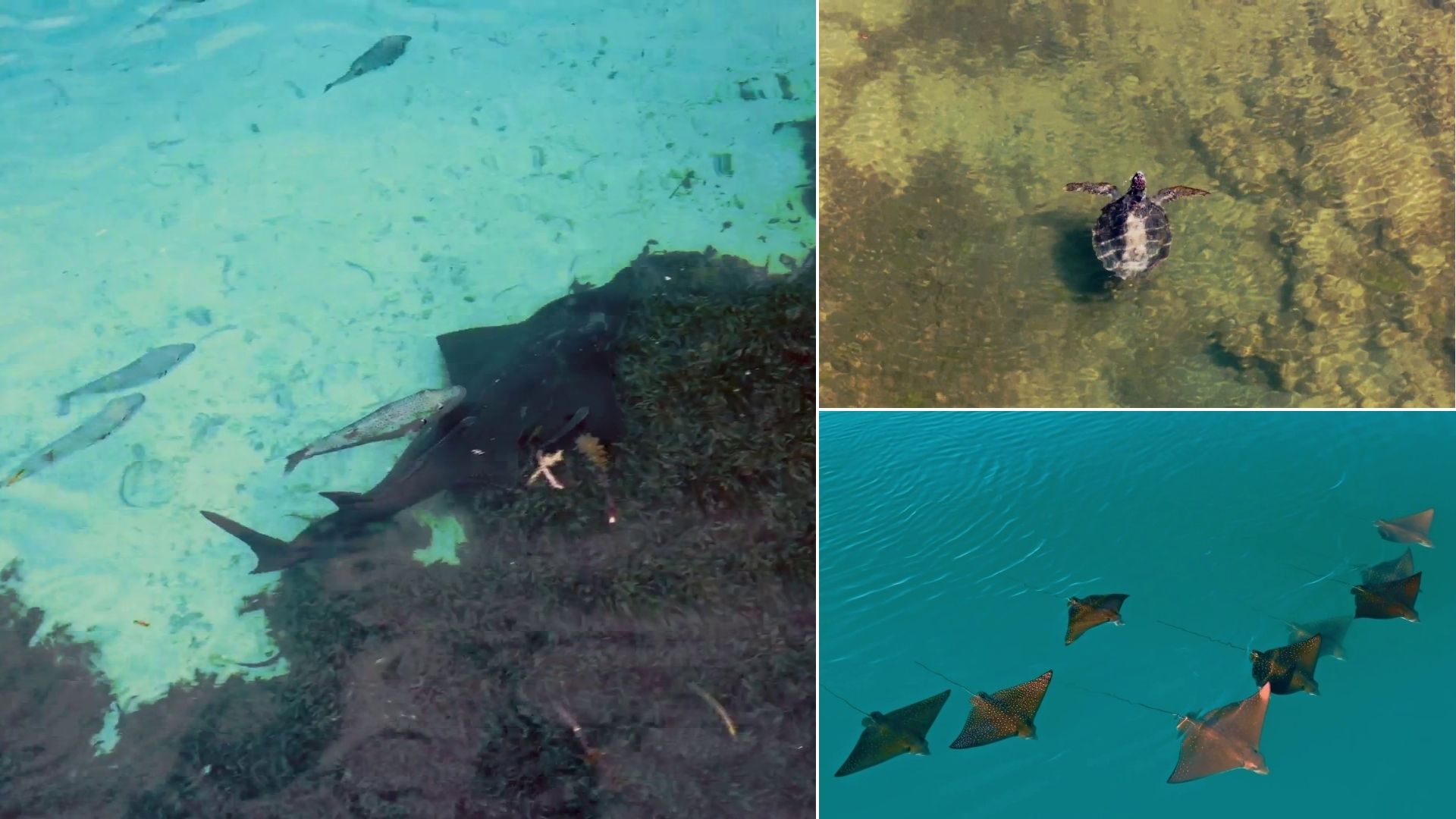Una imagen compuesta de rayas en el océano, una tortuga y peces en un arrecife.