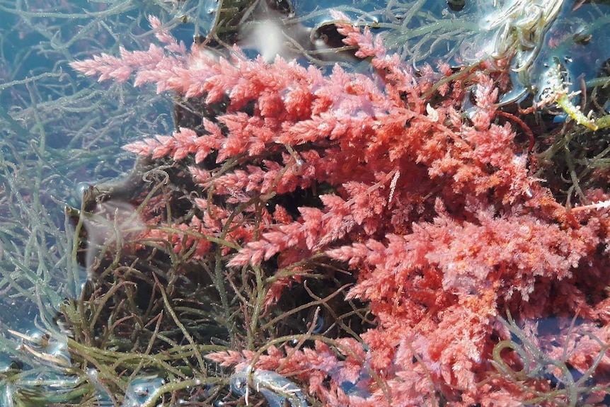 Red seaweed surrounded by water and rock.