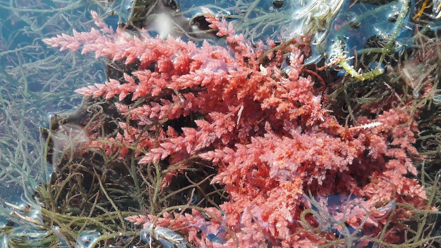 Red seaweed floating in water.