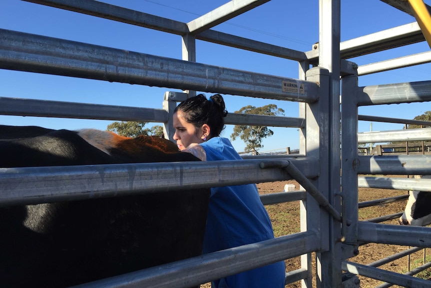 Brazilian Vet preg testing cattle