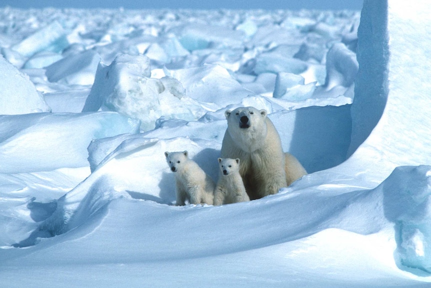 mother bear with two cubs