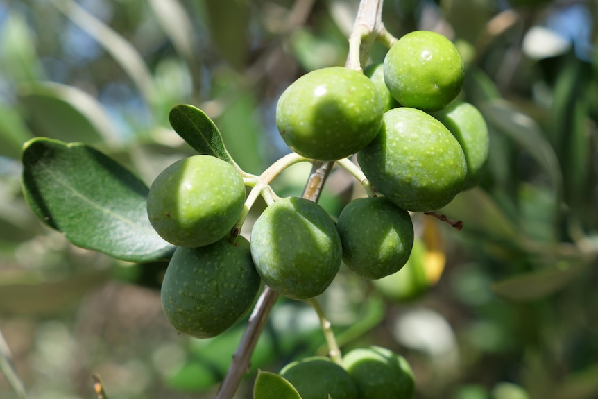 A close-up picture of a branch of green olives.
