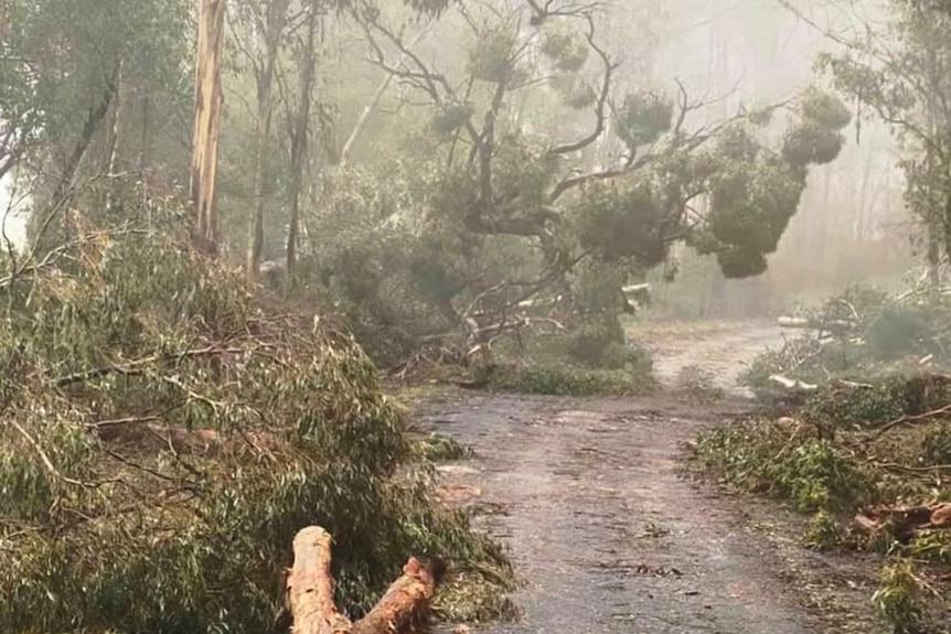 A road with trees fallen over due to strong winds.