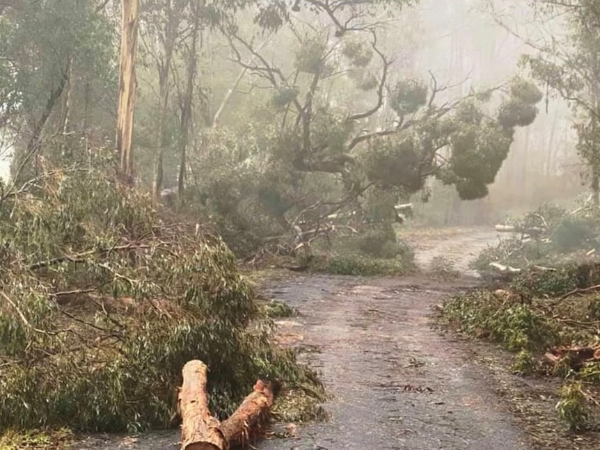 A road with trees fallen over due to strong winds.