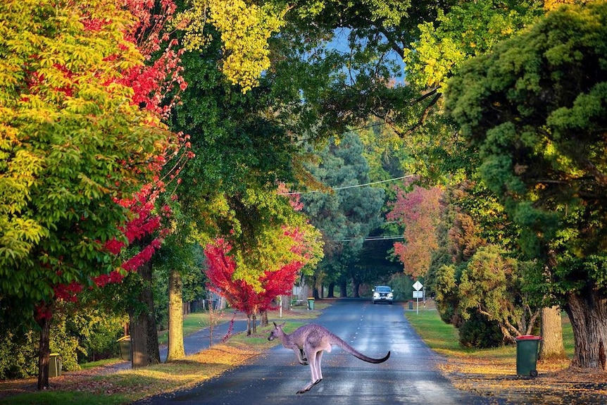 A photograph of a kangaroo hopping across a suburban street in autumn.