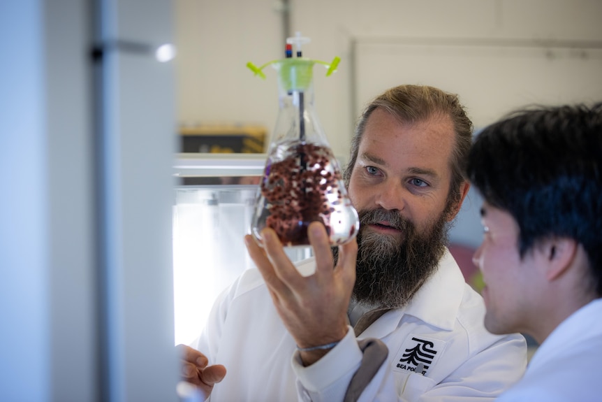 Man with beard wearing white lab coat holds up beacon containing clear liquid and red seaweed 