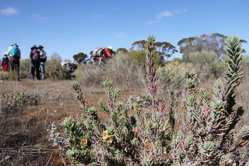 A close up of a native shrub with bush walkers in the background.