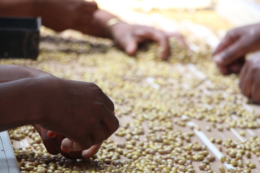 Women's hands sorting through green beans