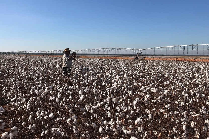 He stands in the cotton field