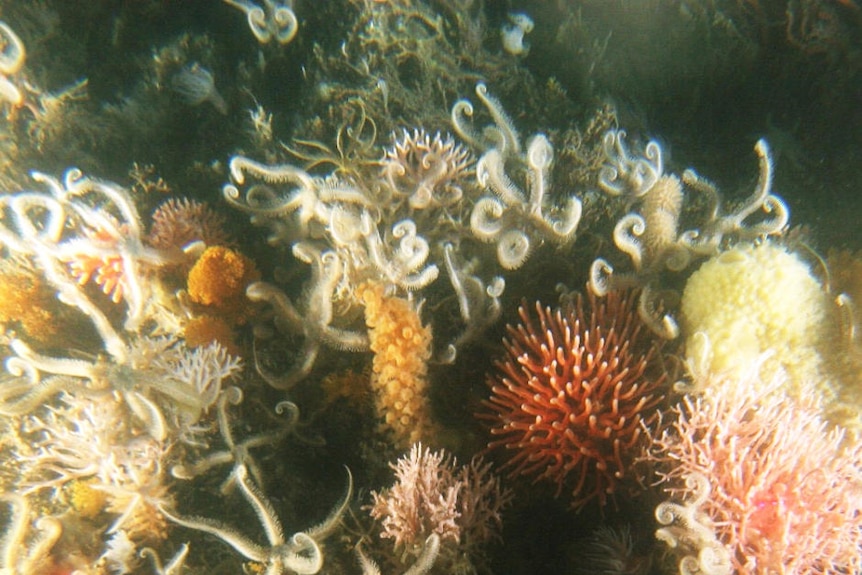 A variety of marine life in Antarctic waters.