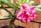 A close-up photo of a Desert Rose flower, which is a deep pink with light pink around it.
