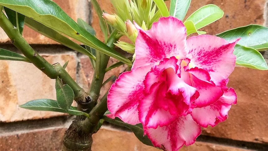 A close-up photo of a Desert Rose flower, which is a deep pink with light pink around it.