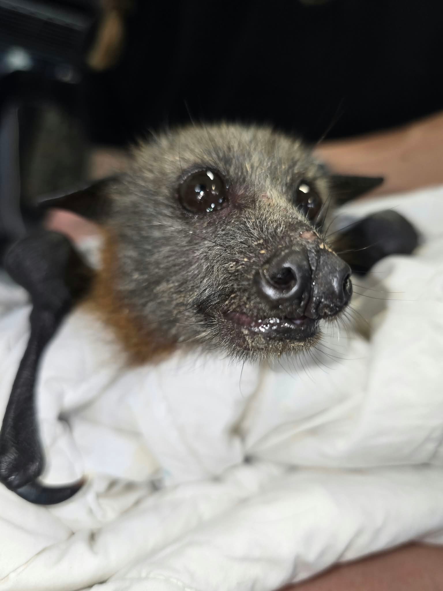 A close-up of a grey-headed flying fox's face.