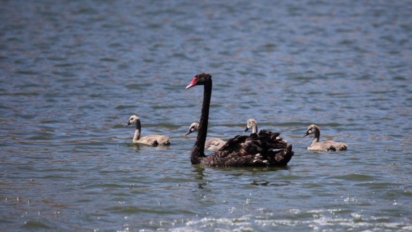 A black swan with its cygnets swimming at the Alice Springs poo ponds