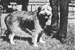 an old black and white photo of a man in a suit and hat with a shaggy dog on a lead
