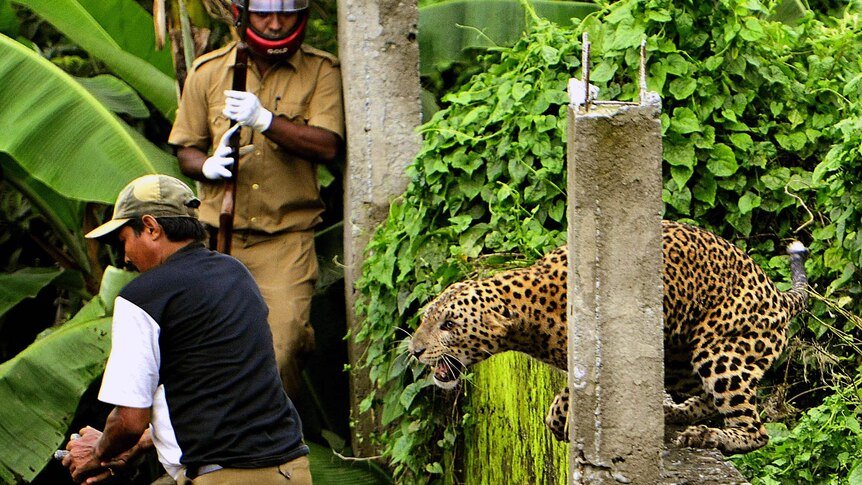 A leopard prepares to pounce on a forest guard at Prakash Nagar village in India near Salugara.
