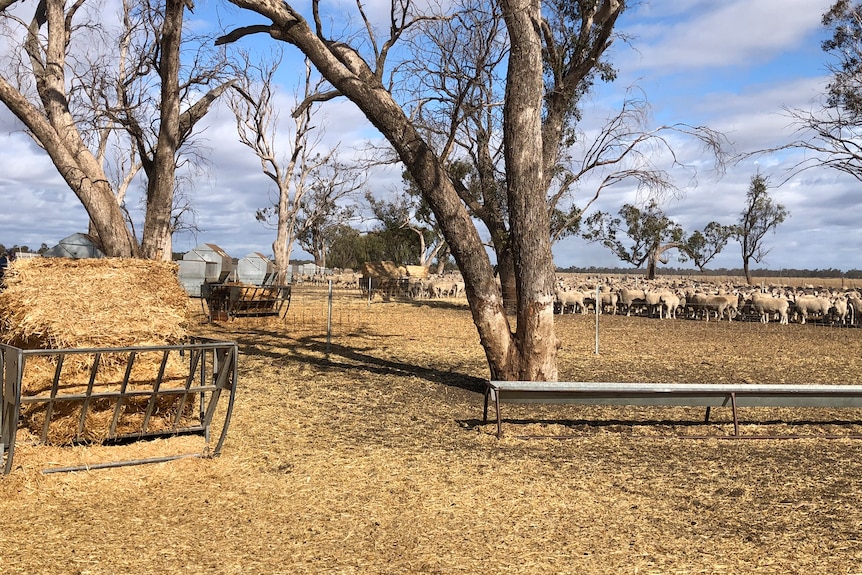 Sheep in a confined paddock area with hay and feed troughs.