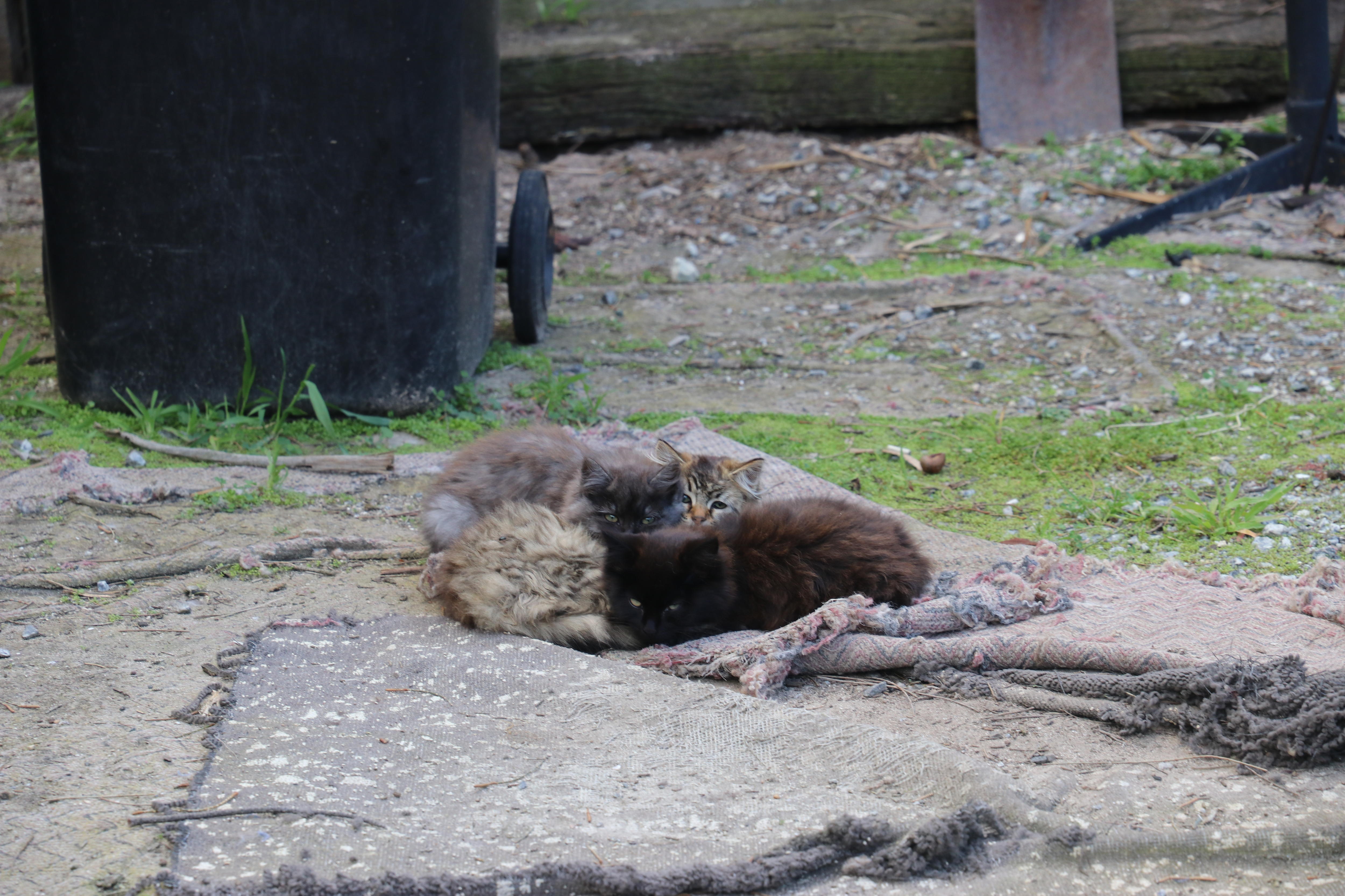 three kittens in a yard
