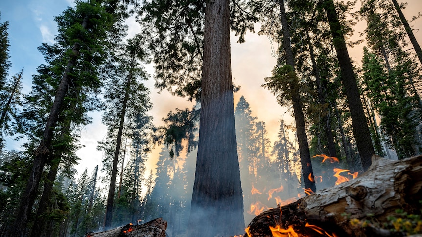 A big tree is pictures with flames coming from the bottom.