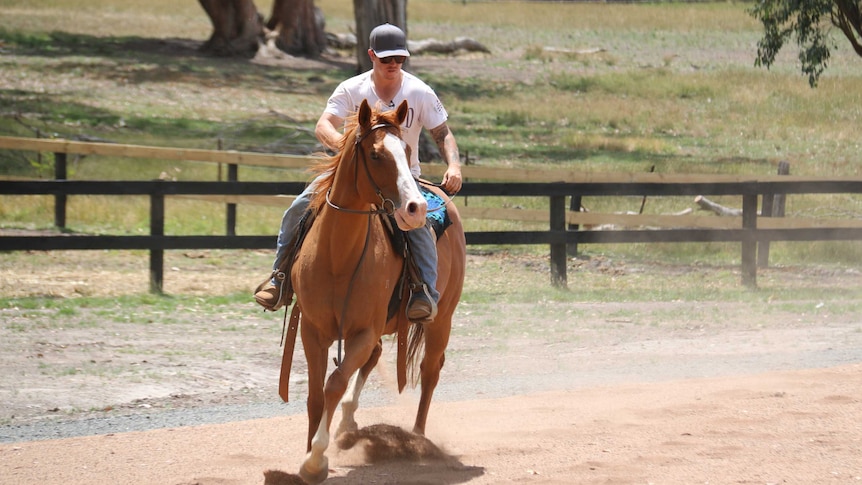Horse trainer Chris Giles teaches one of the Bulla horses to be comfortable with humans.