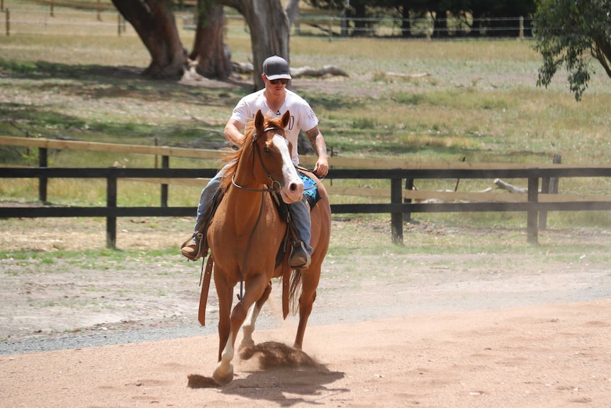 Horse trainer Chris Giles teaches one of the Bulla horses to be comfortable with humans.