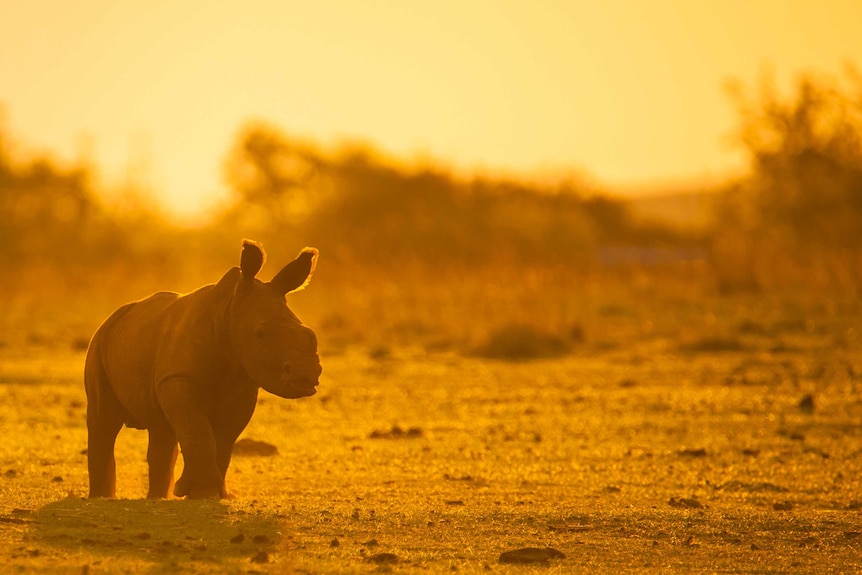 Baby white rhino at dusk