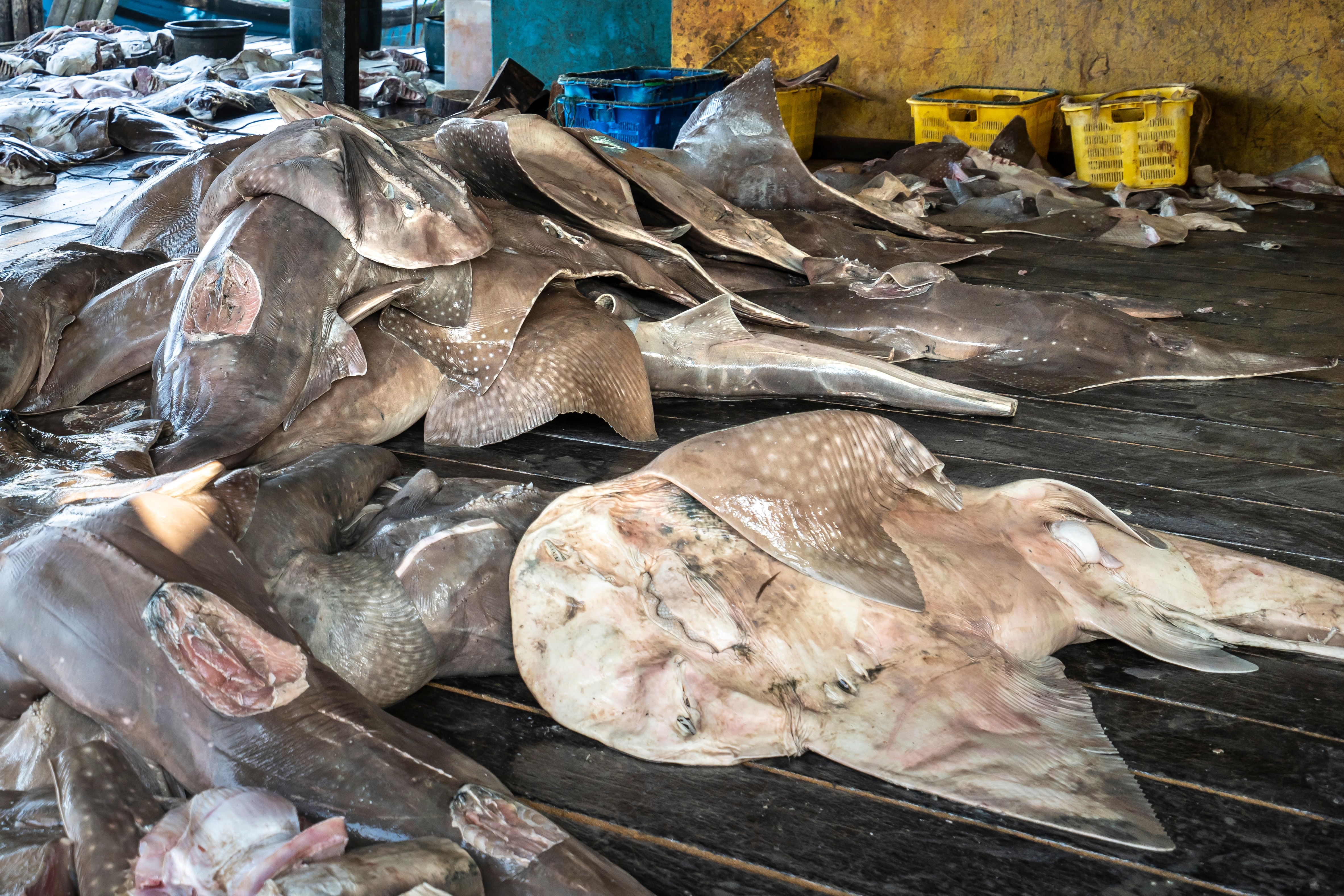 Un montón de rayas rinocerontes muertas apiladas unas encima de otras en un mercado.