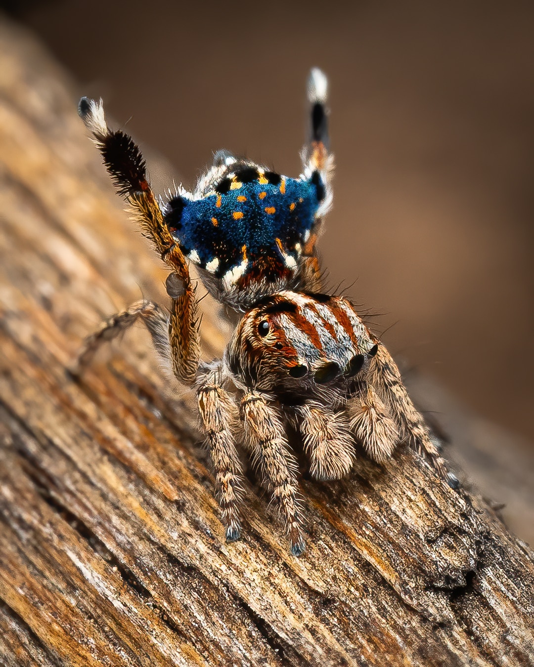 A hairy spider featuring blue, black, tan, white and orange on a light brown body