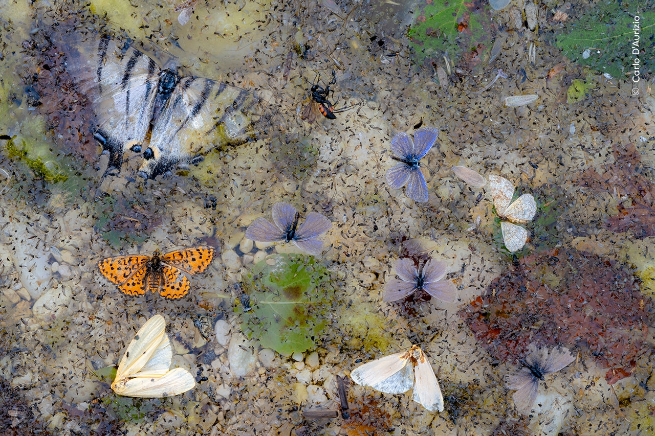 A collage of dead butterflies and moths trapped by the surface tension of the water floats in a stream in Italy