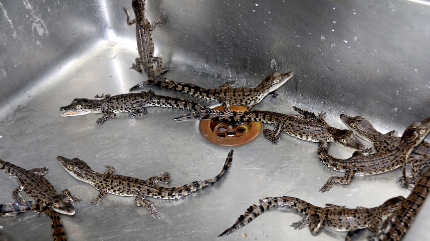 Hatched crocodiles