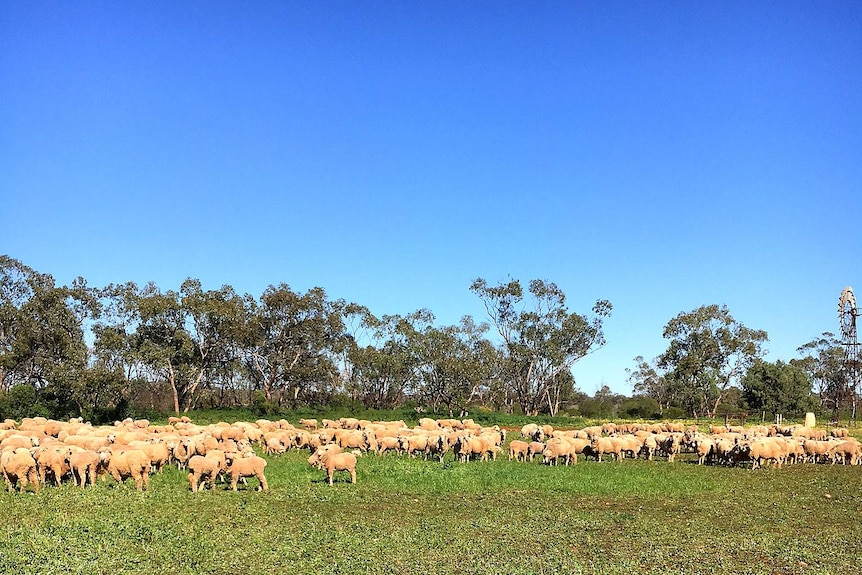 Sheep in clover at Bourke, except for the mozzies