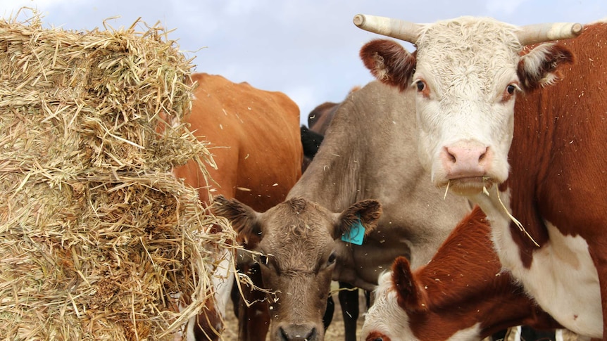 Cows eating hay on a farm.