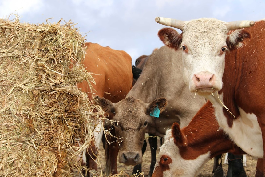 Cows eating hay on a farm.