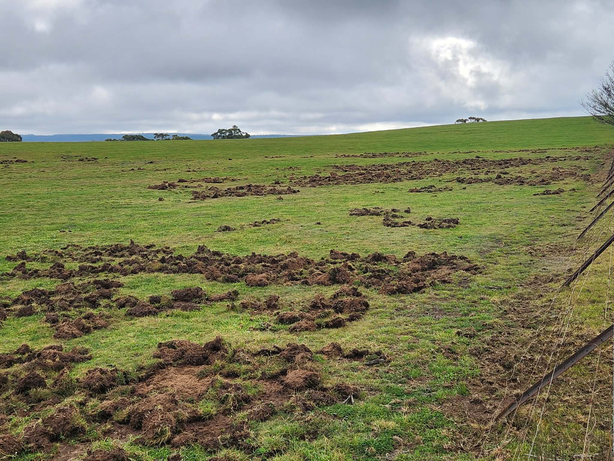 Green paddock with scattered patches of dug up dirt. 