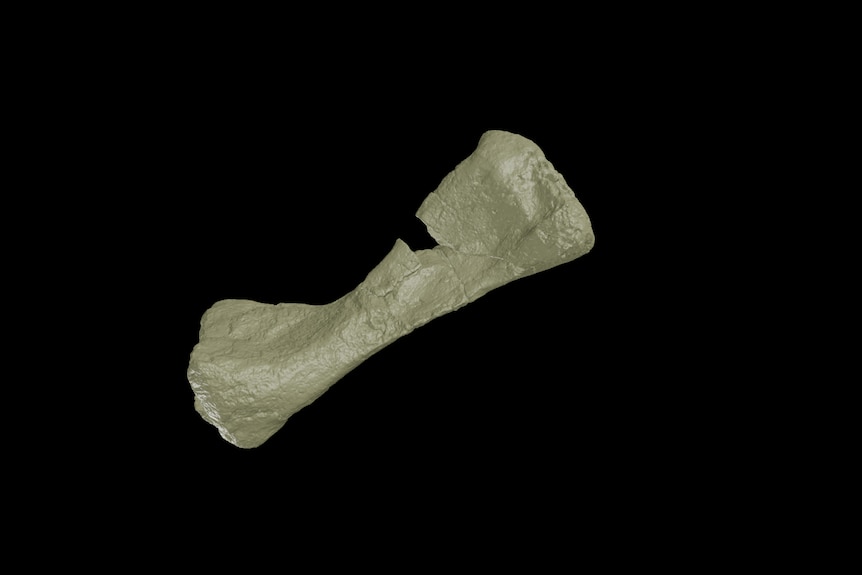 A 3D model of a metacarpal bone from a dinosaur on a black background. 